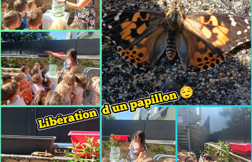 Projet de la chenille aux papillons !
